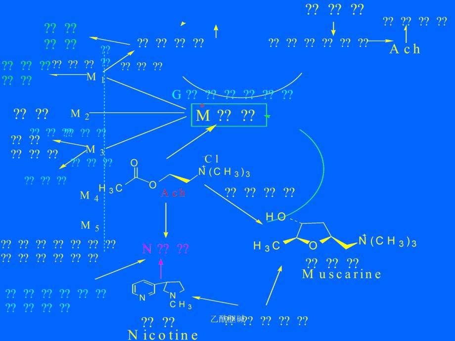 乙酰胆碱课件_第4页