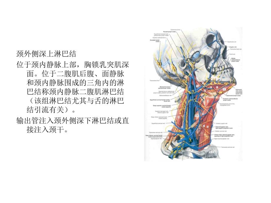 颈淋巴与器官_第4页