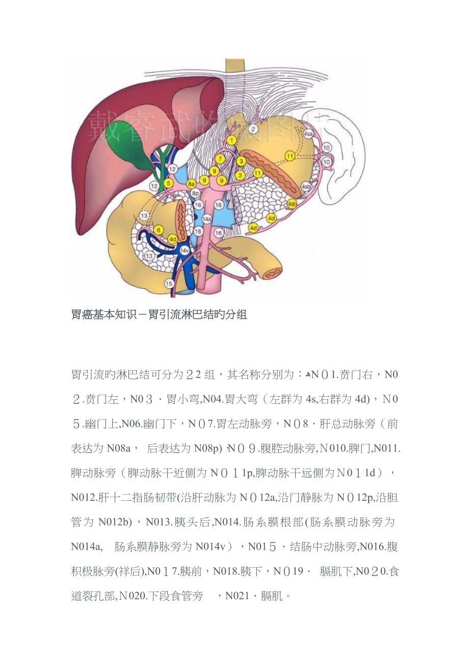 胃癌清扫淋巴结分组图_第1页