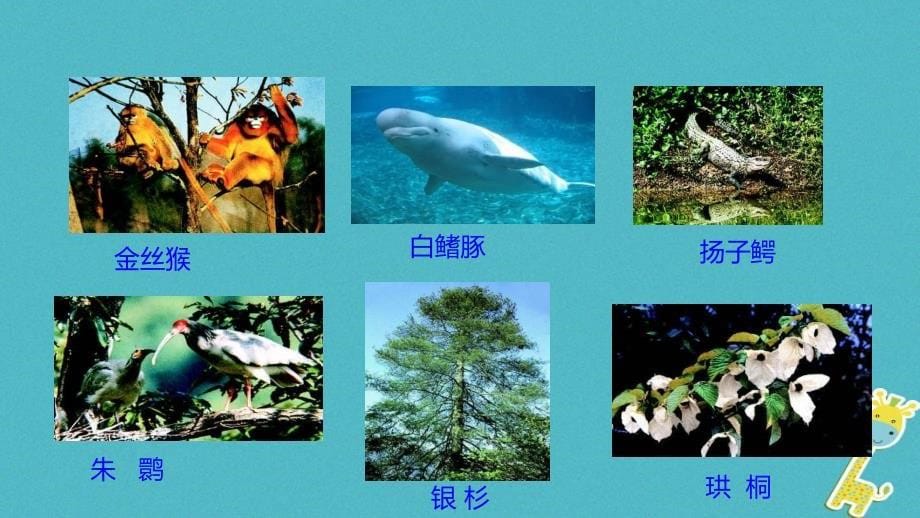 八年级生物下册 7.3.3 保护生物多样性 （新版）冀教版_第5页