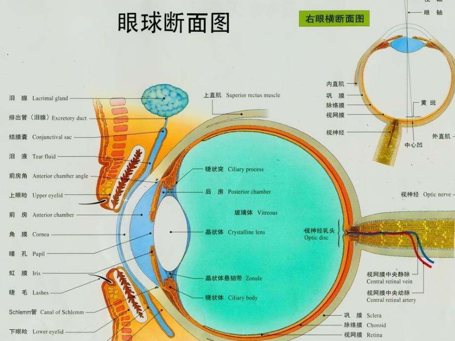 变性的病因及干预1_第4页