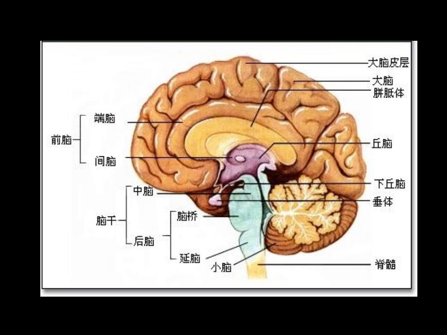 科学用脑轻松学习_第2页