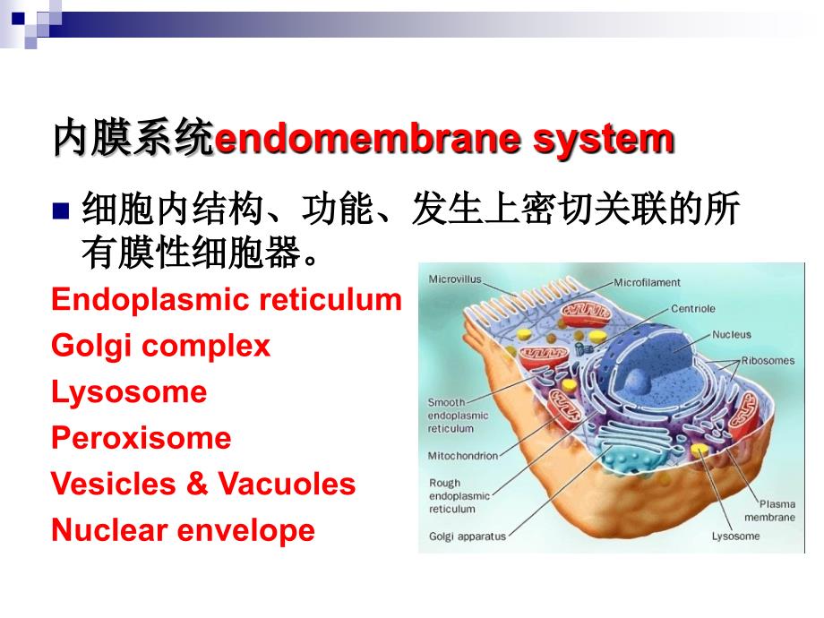 细胞基本结构2_第2页