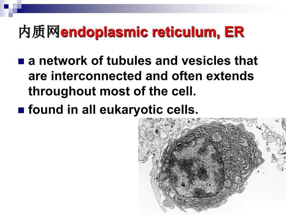 细胞基本结构2_第5页