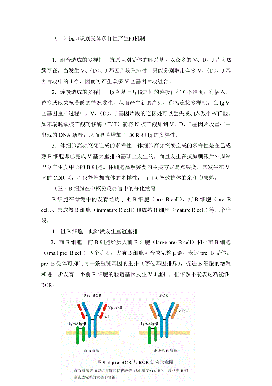 医学免疫学：第九章B淋巴细胞_第3页