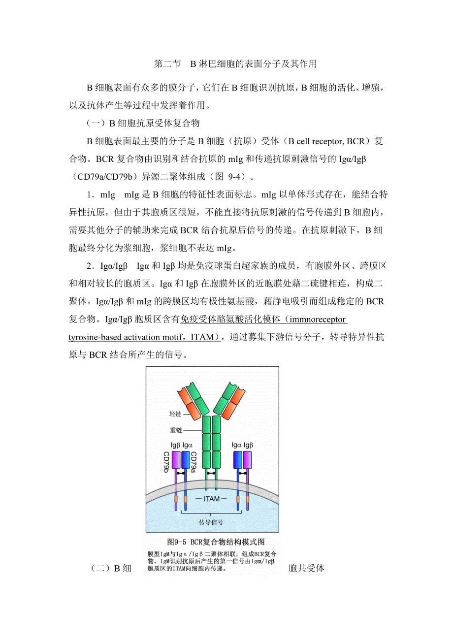 医学免疫学：第九章B淋巴细胞_第5页