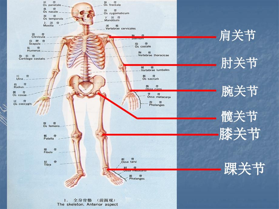 人教版八上第二章动物的运动和行为课件_第4页