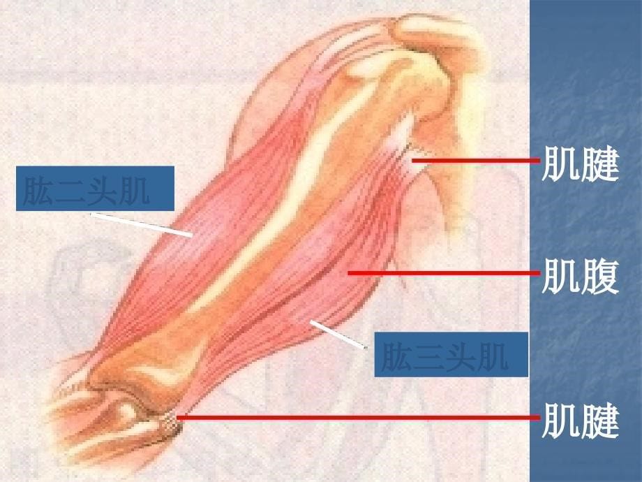 人教版八上第二章动物的运动和行为课件_第5页