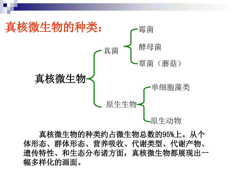 第三讲真菌part1_第3页