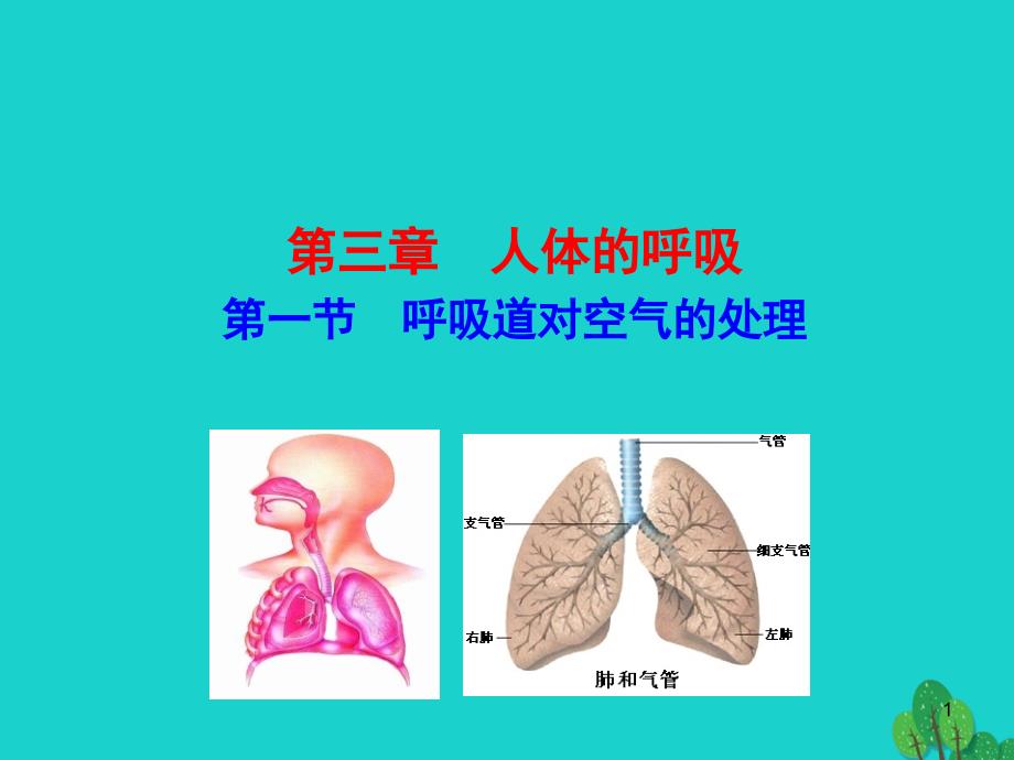 七年级生物下册4.3.1呼吸道对空气的处理课件新版新人教版_第1页