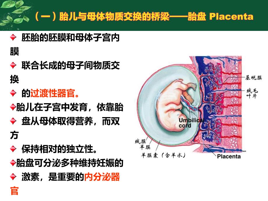 胎儿血液循环与先心_第4页