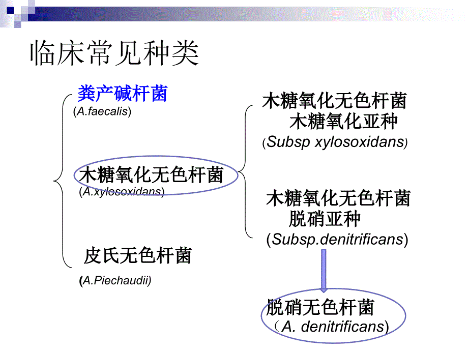 临床微生物学检验：产碱杆菌属和莫拉菌属_第3页