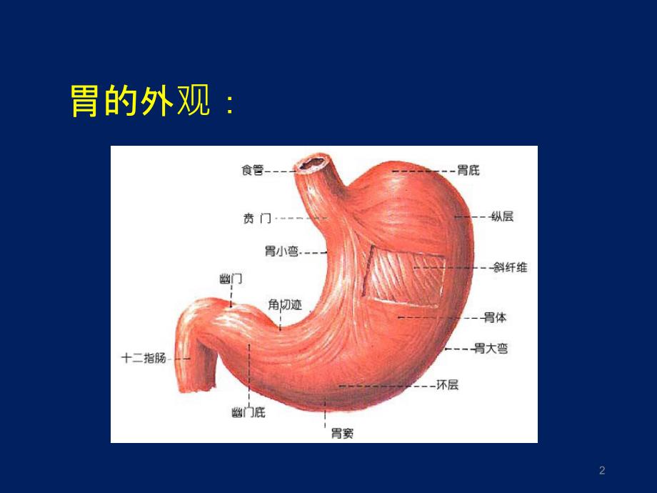 幽门螺杆菌胃炎_第2页