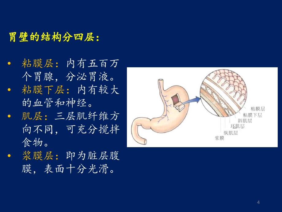 幽门螺杆菌胃炎_第4页