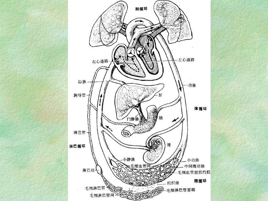 人体解剖生理学第六章循环系统的结构和功能PPT课件_第4页