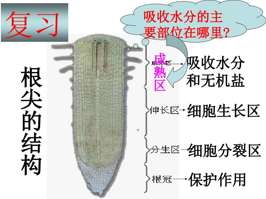 第三章绿色植物与生物圈的水循环最新人教版_第3页