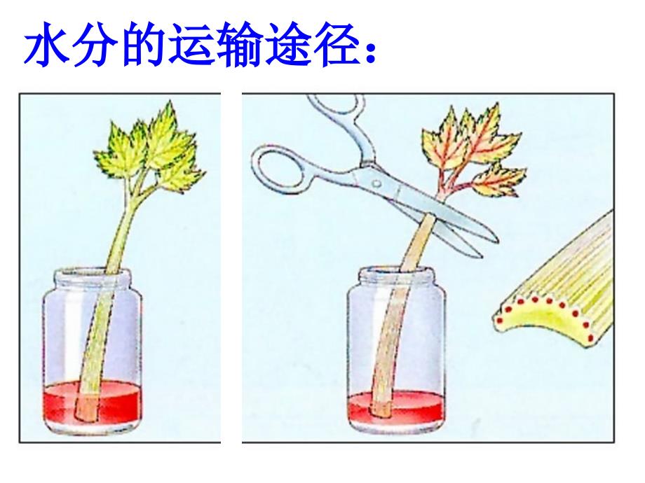 第三章绿色植物与生物圈的水循环最新人教版_第5页