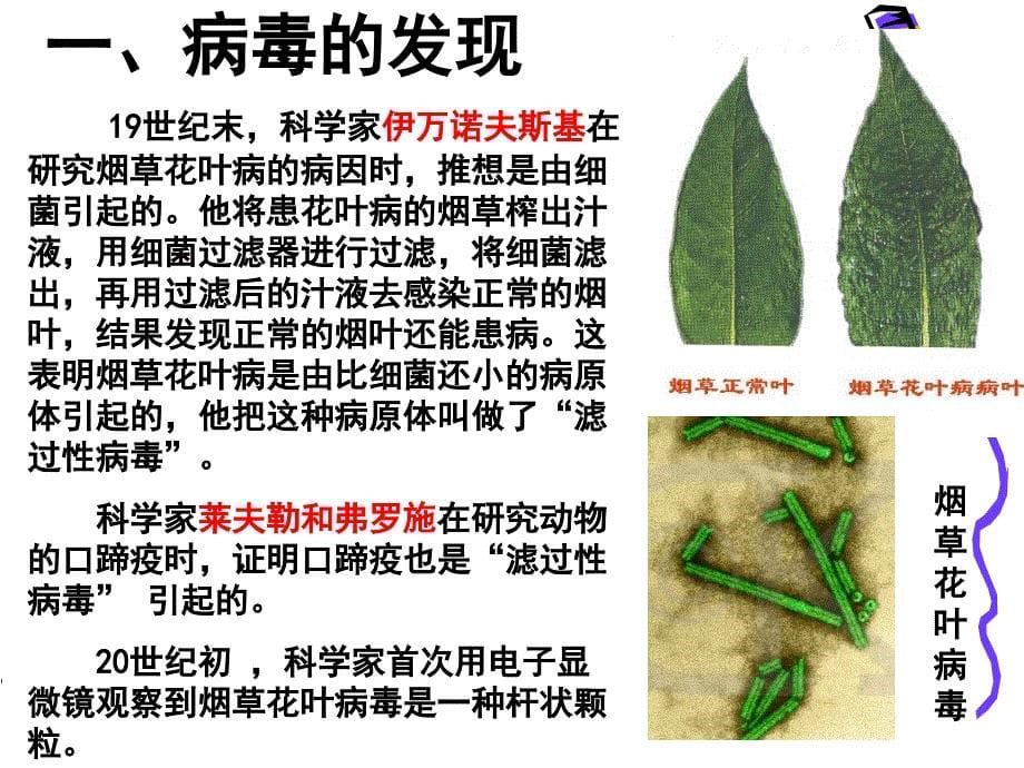 科学&#183;技术&#183;社会　朊病、疯牛病、克雅氏病_第5页