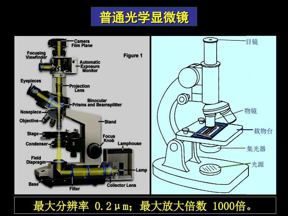 《医学细胞生物学》教学课件：第四章 细胞生物学的研究技术_第5页