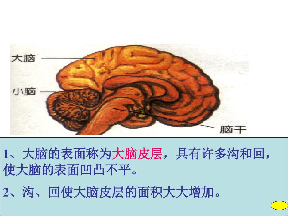 生物2.1通过神经系统的调节课件新人教必修32_第3页