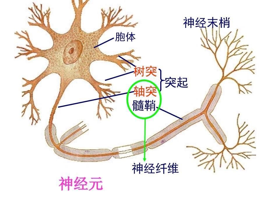 生物2.1通过神经系统的调节课件新人教必修32_第5页