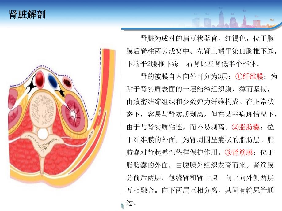 肾癌输尿管癌肾盂癌手术范围_第4页