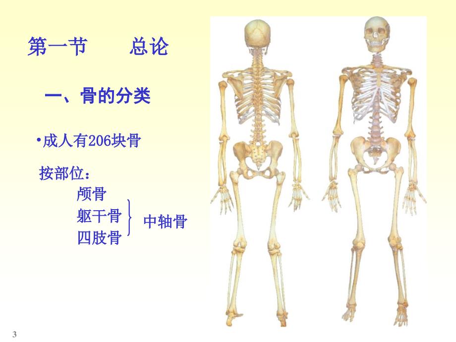 人体骨骼解剖学_第3页