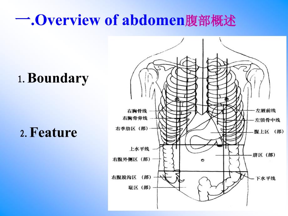 19腹前外侧壁的解剖_第2页