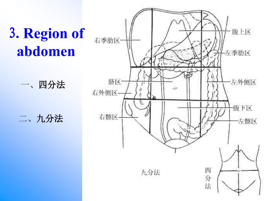 19腹前外侧壁的解剖_第3页