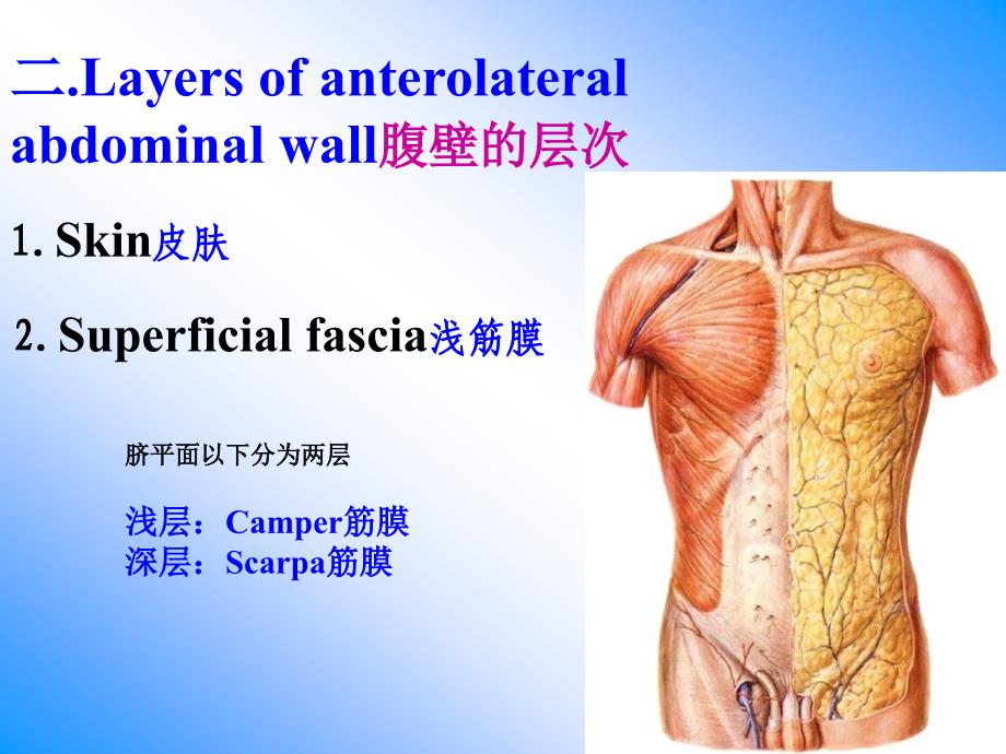 19腹前外侧壁的解剖_第4页