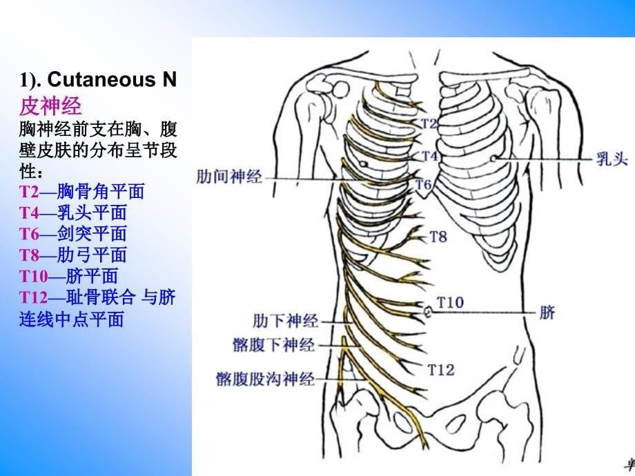 19腹前外侧壁的解剖_第5页