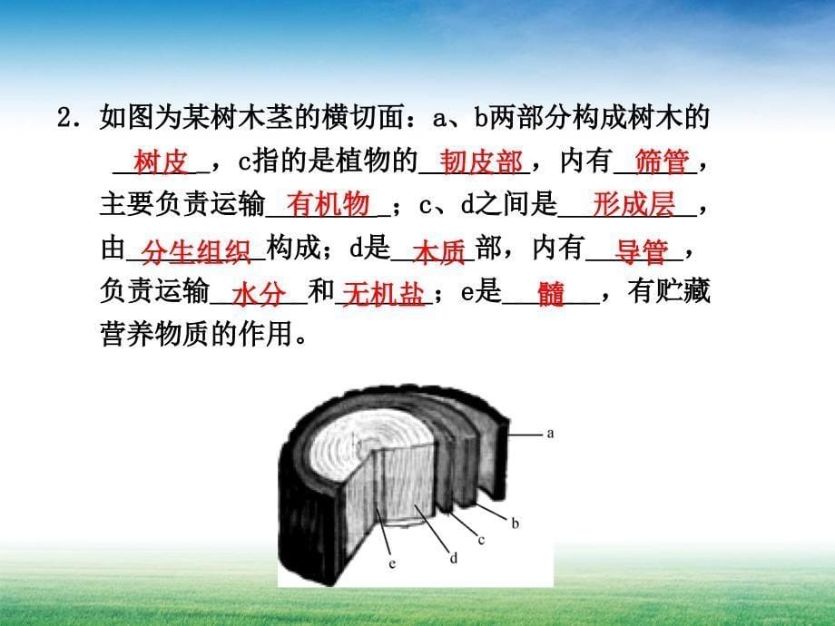 绿色植物的新陈代谢_第5页