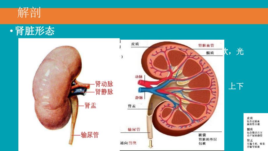 腹腔镜下肾盂输尿管成形术ppt课件_第4页