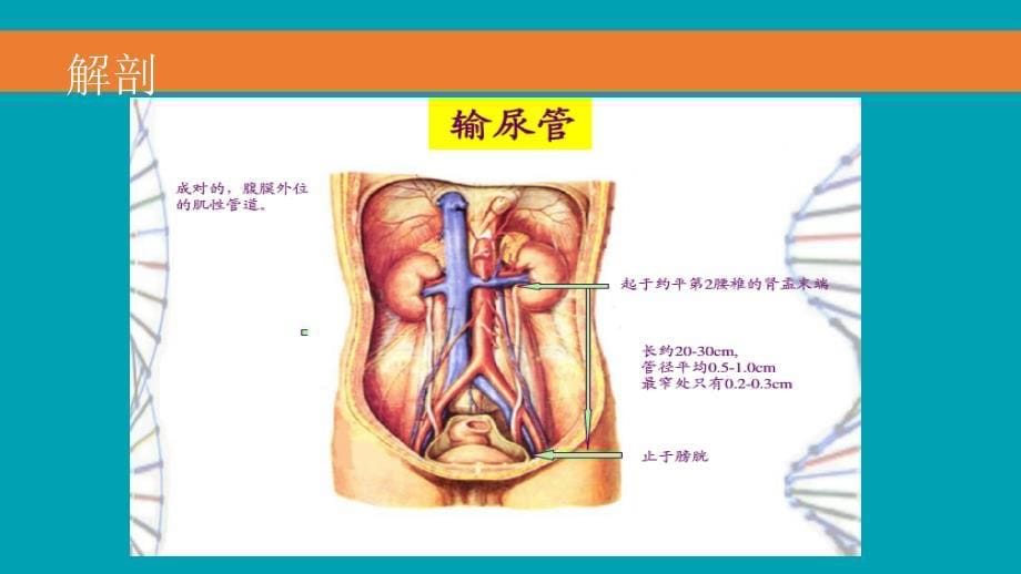 腹腔镜下肾盂输尿管成形术ppt课件_第5页