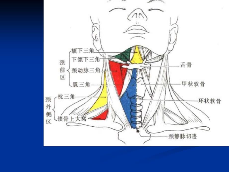 颈部与头部解剖_第4页