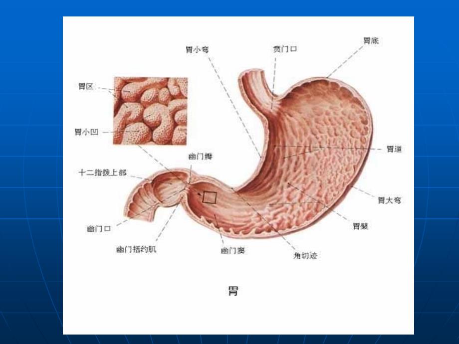 胃炎健康讲座_第4页