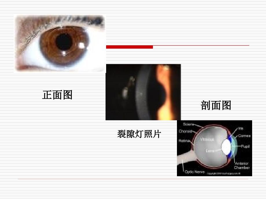 眼视光学与视觉科学_第4页