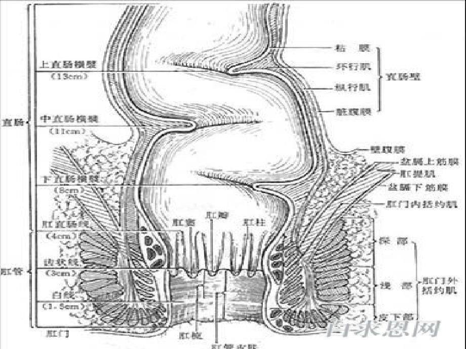 常见直肠肛肠管疾病_第5页