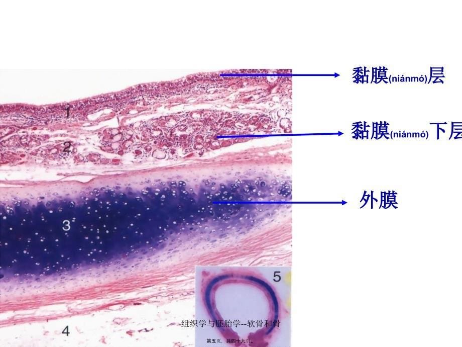 组织学与胚胎学--软骨和骨课件_第5页