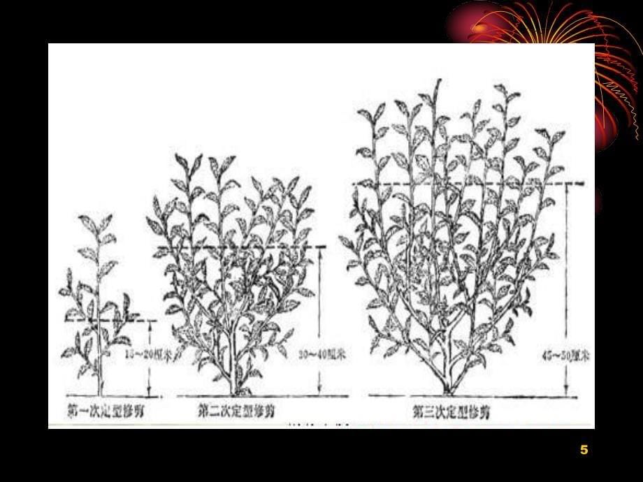 实验二茶树不同_第5页