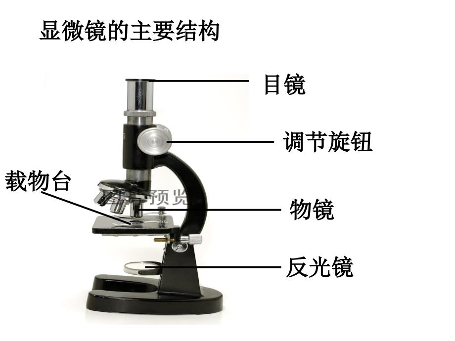 用显微镜观察身边的生命世界(二)2_第3页