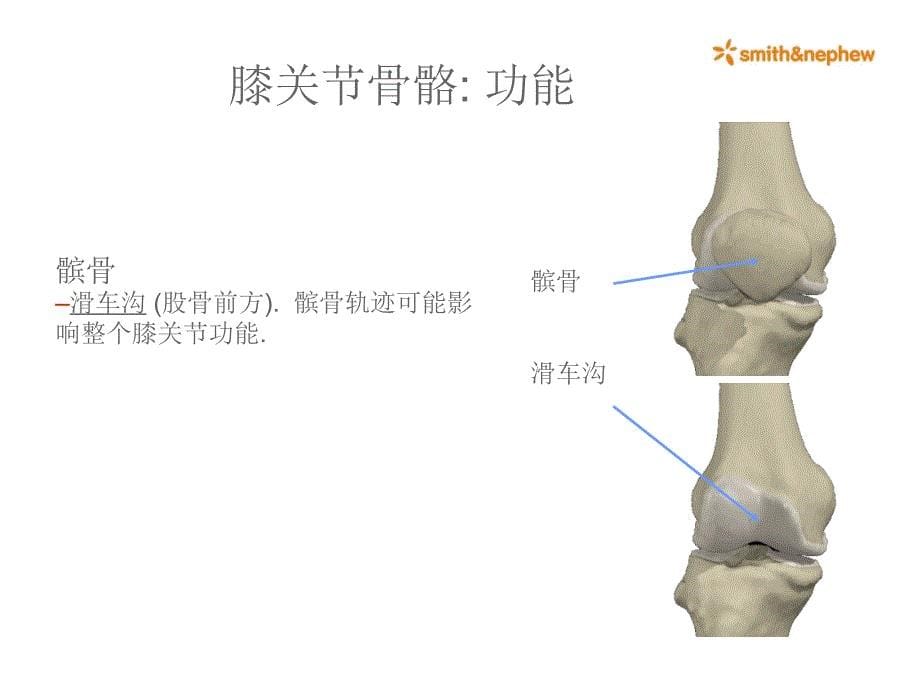 膝关节解剖ppt课件_第5页