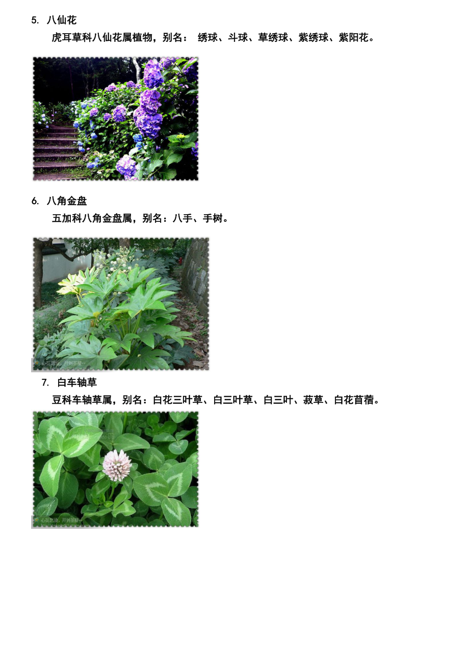 常见园林植物图片介绍_第3页