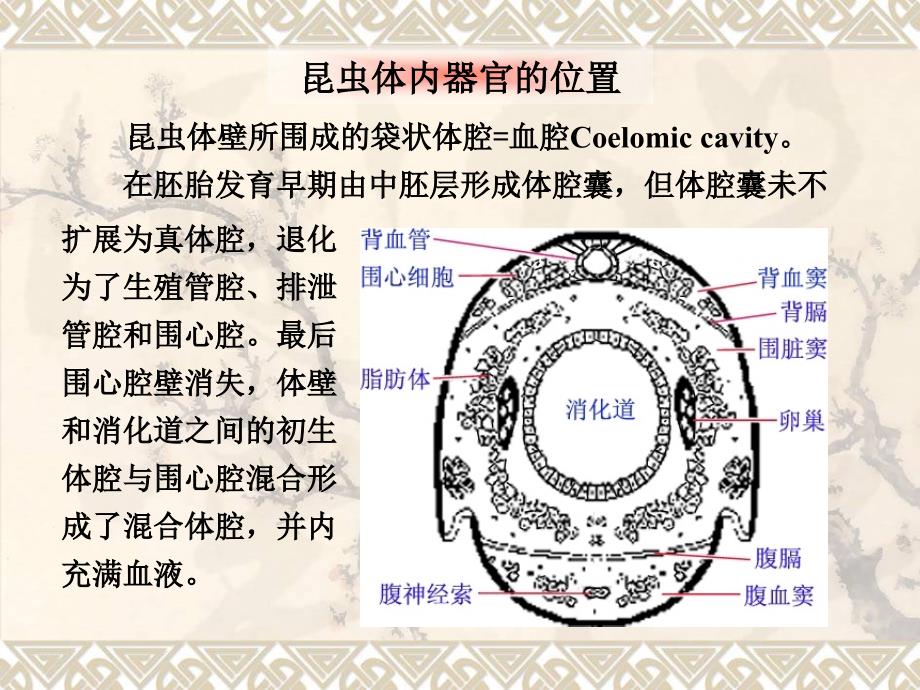 《器官位置》PPT课件_第1页