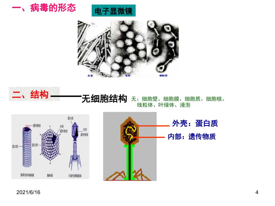 我：生物圈中的微生物(病毒、细菌、真菌)_第4页