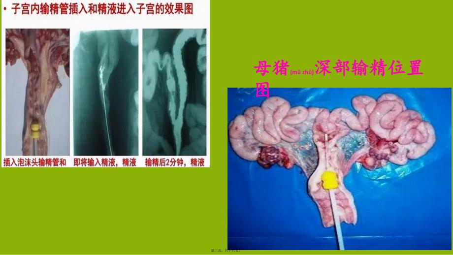 医学专题—子宫深部输精new资料_第3页