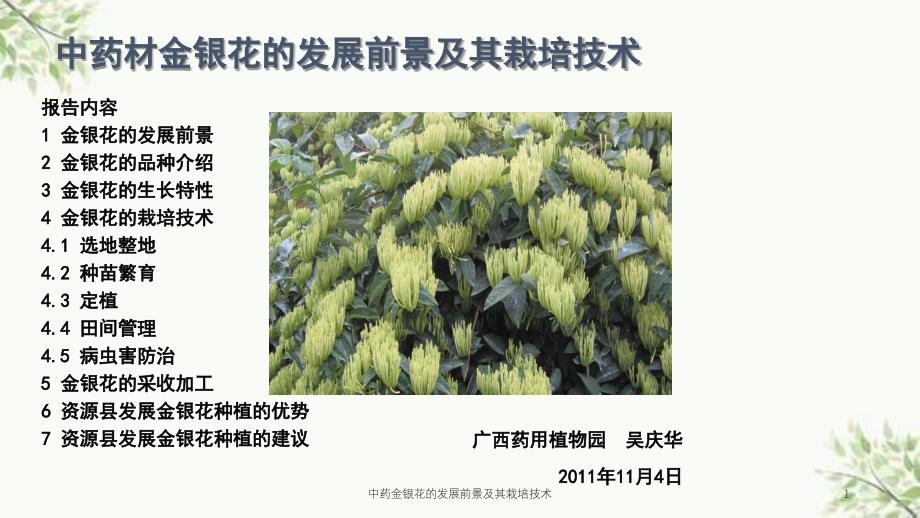 中药金银花的发展前景及其栽培技术课件_第1页