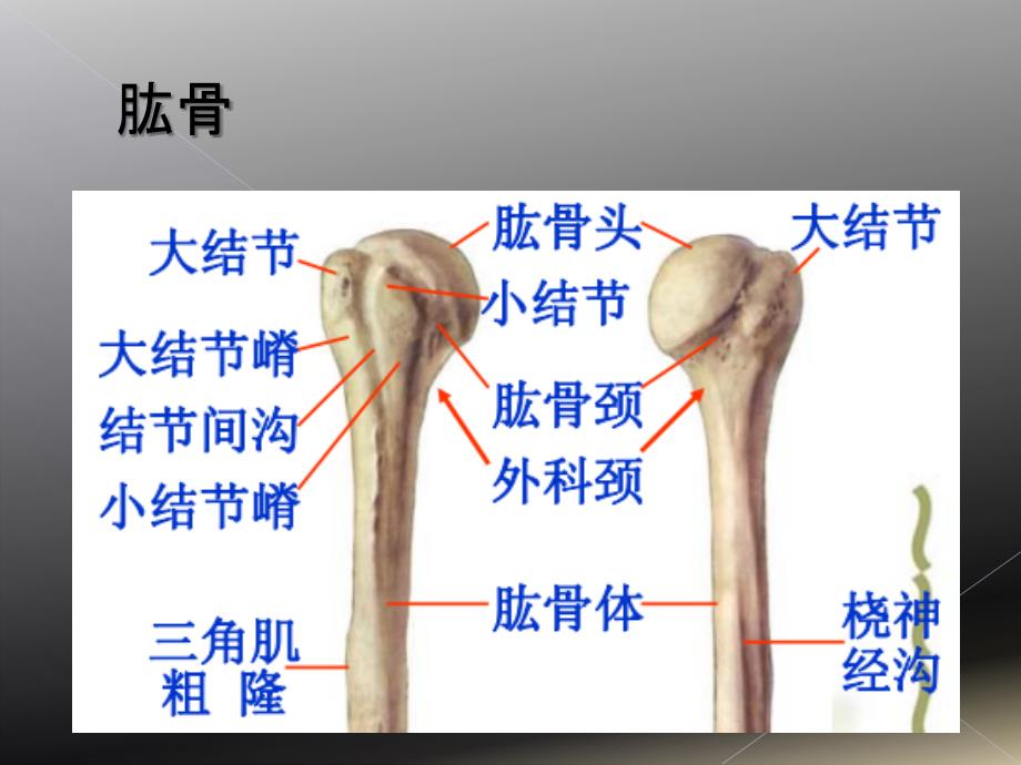 肱骨近端骨折Neer分型_第3页