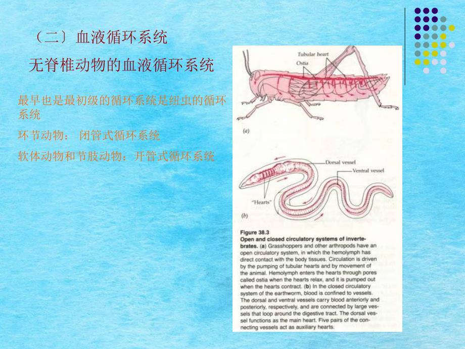 大学动物生物学完整动物第三节ppt课件_第4页