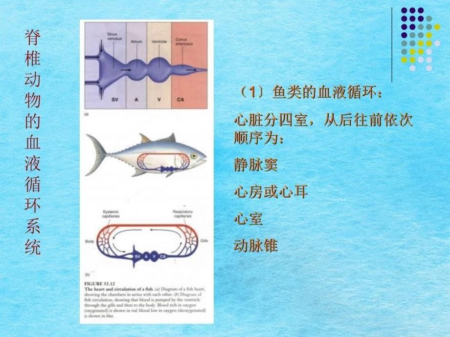 大学动物生物学完整动物第三节ppt课件_第5页